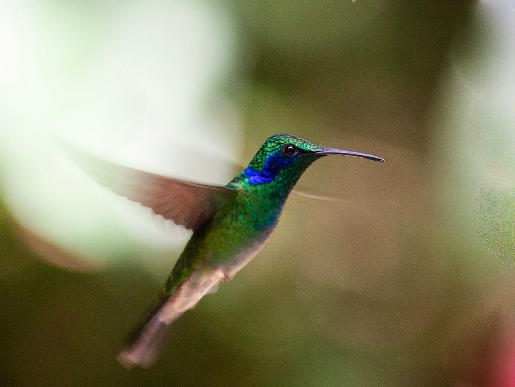 Vogels spotten Costa Rica